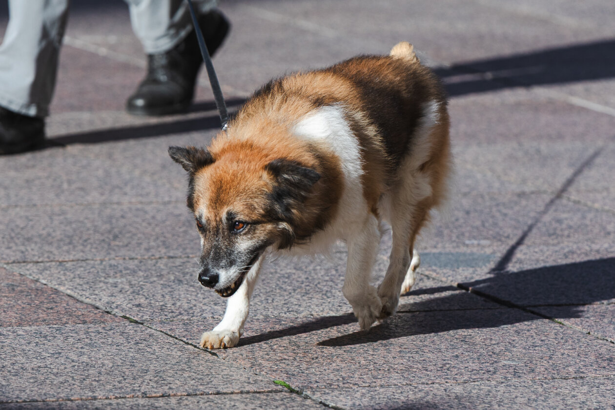 Klikom po Korzu 7.11.-7220