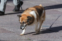 Klikom po Korzu 7.11.-7220