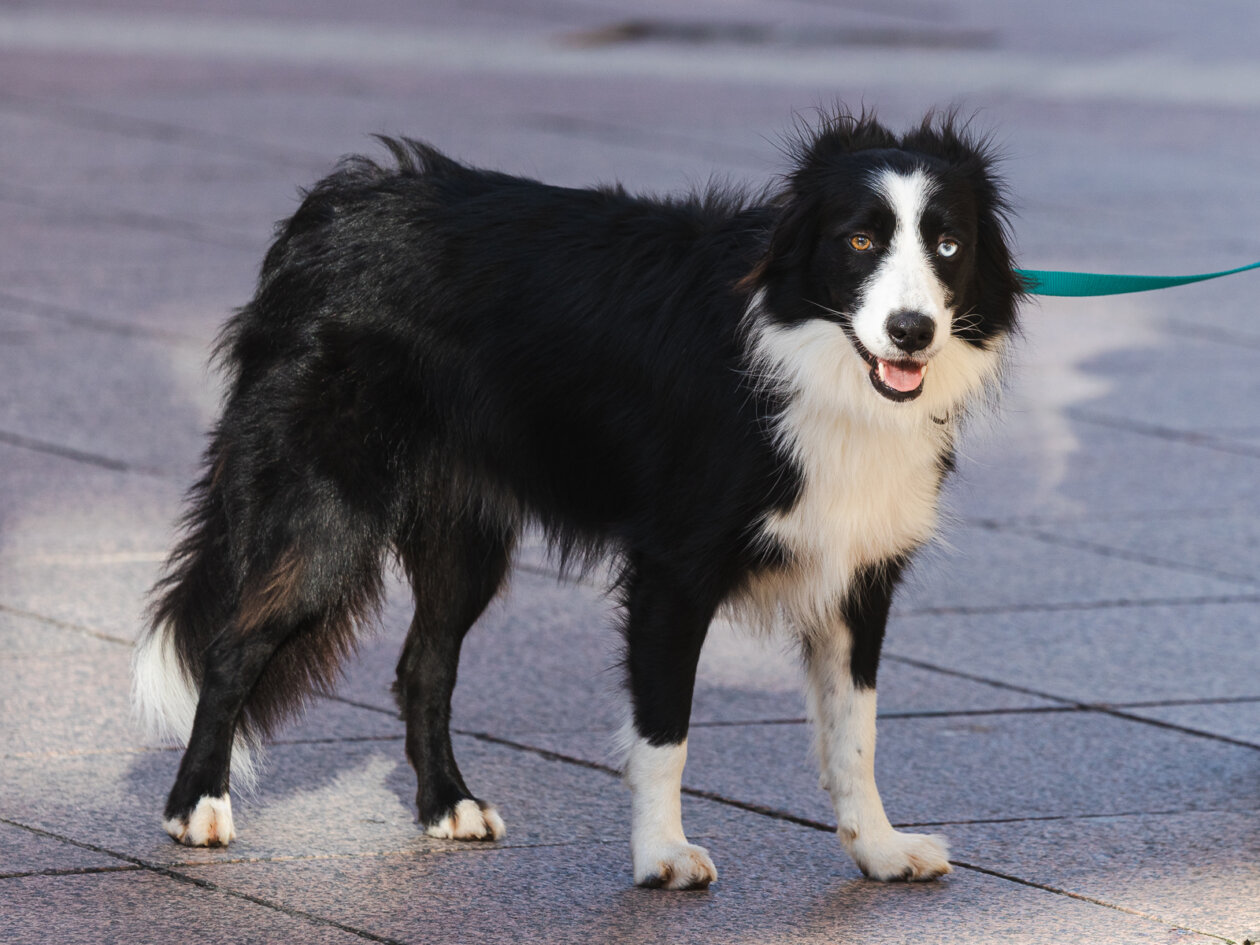 Klikom po Korzu 7.11.-7316