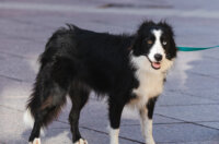 Klikom po Korzu 7.11.-7316