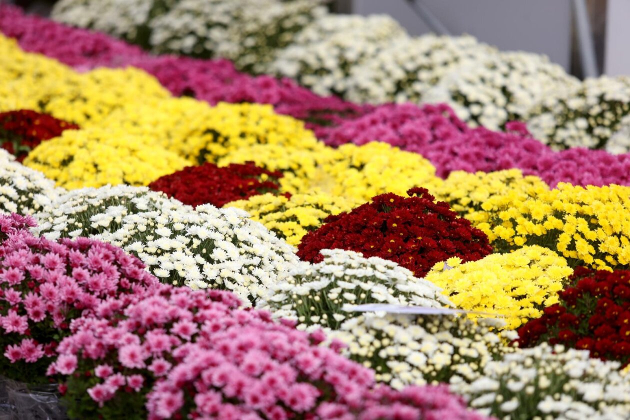 Rijeka: Građani obilaze grobove najmilijih na gradskom groblju Drenova na dan Svih svetih