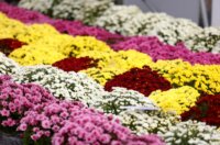 Rijeka: Građani obilaze grobove najmilijih na gradskom groblju Drenova na dan Svih svetih