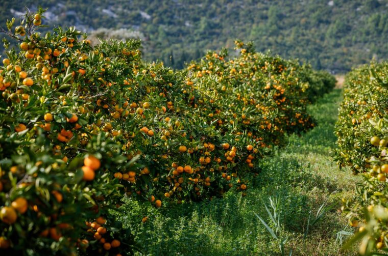 Berba mandarina u dolini Neretve: Urod je rekordan, ali proizvođače muči niska cijena Berba mandarina u dolini Neretve: Urod je rekordan, ali proizvođače muči niska cijena