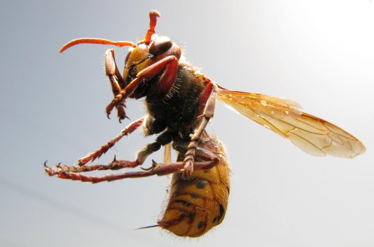 Zagreb: Europski strljen