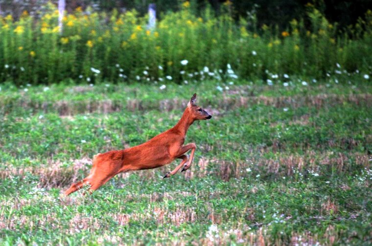 30.07.2022., Lekenik – Trk srne preko polja.