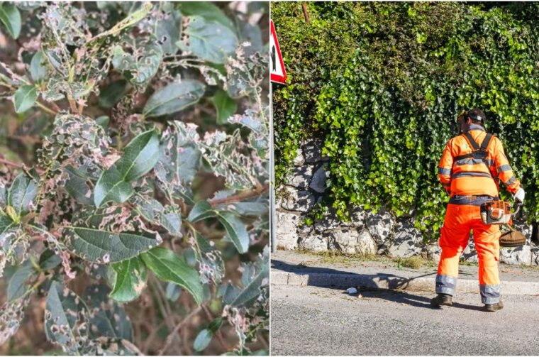 BeFunky-collage (67)