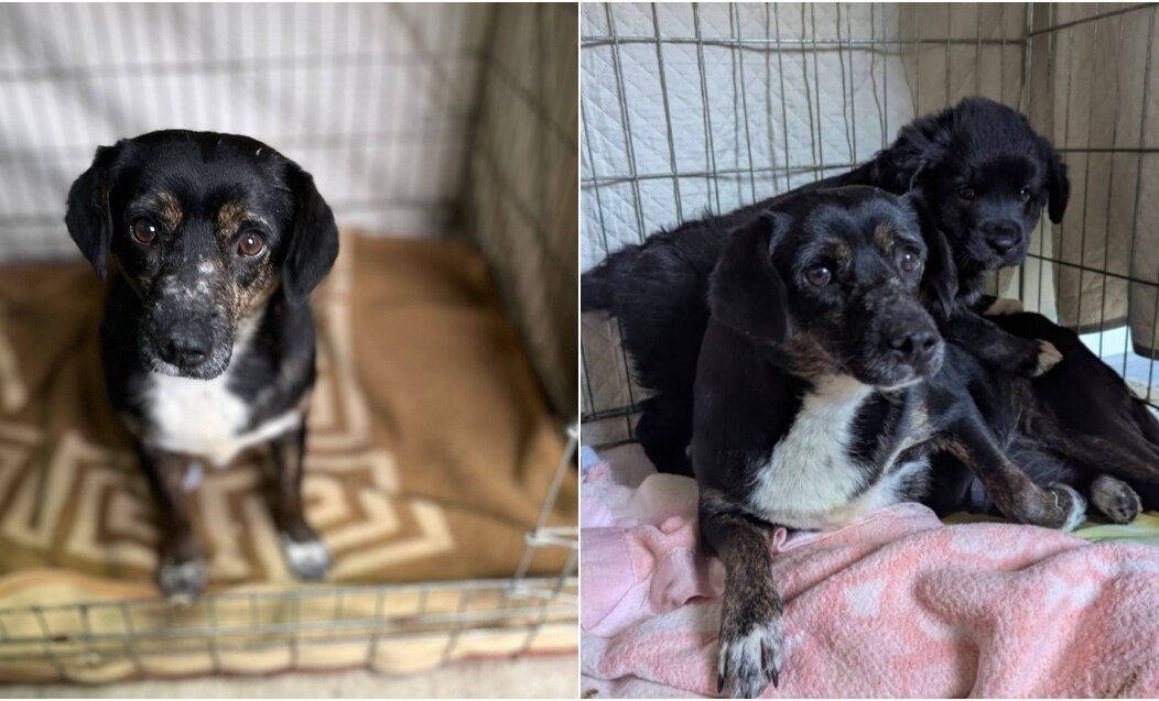 BeFunky-collage (76) BeFunky-collage (76)