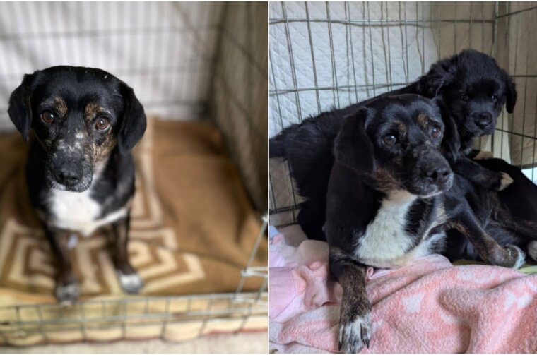 BeFunky-collage (76)