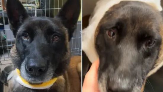 H-cb9d3869-1f74-49bc-aee3-19a906254f93-550 H-cb9d3869-1f74-49bc-aee3-19a906254f93-550