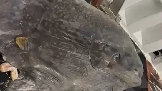 H-d8679095-4456-4243-9ba3-46ca352933dc-550