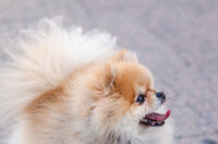 Klikom po Korzu 12.12.-4565 Klikom po Korzu 12.12.-4565