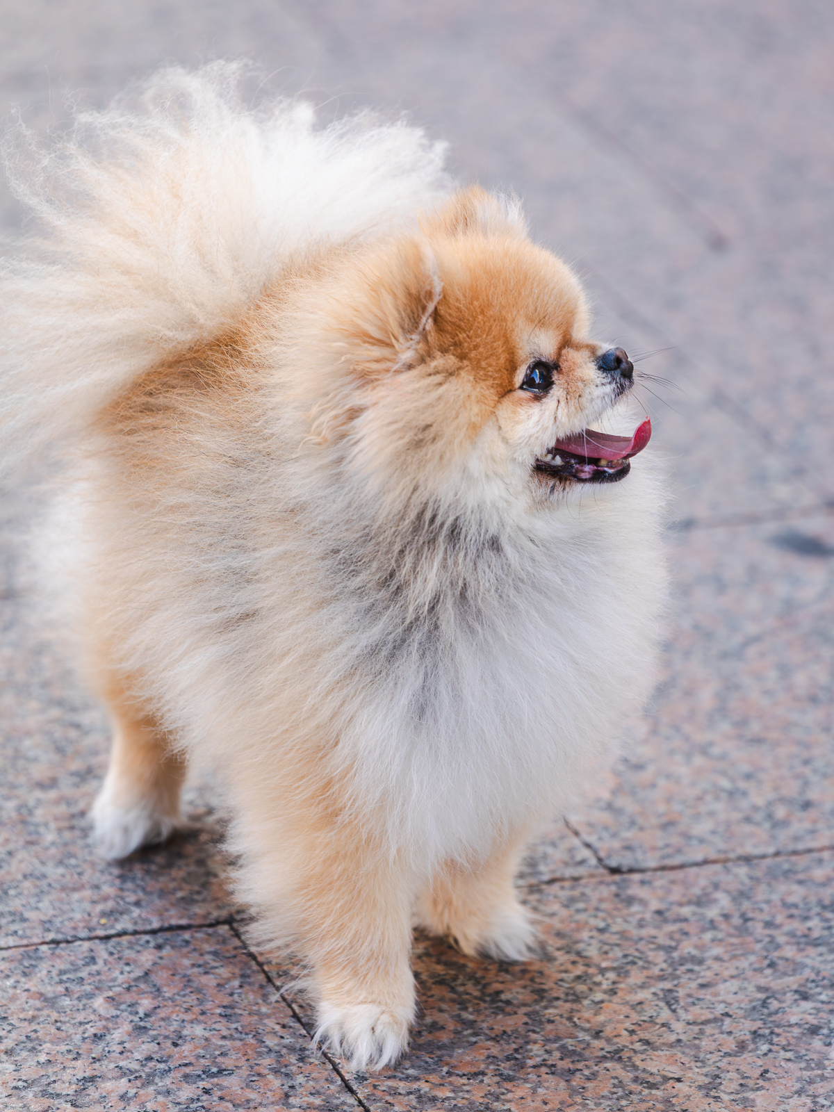 Klikom po Korzu 12.12.-4565 Klikom po Korzu 12.12.-4565