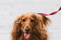 Klikom po Korzu 5.12.-2228 Klikom po Korzu 5.12.-2228