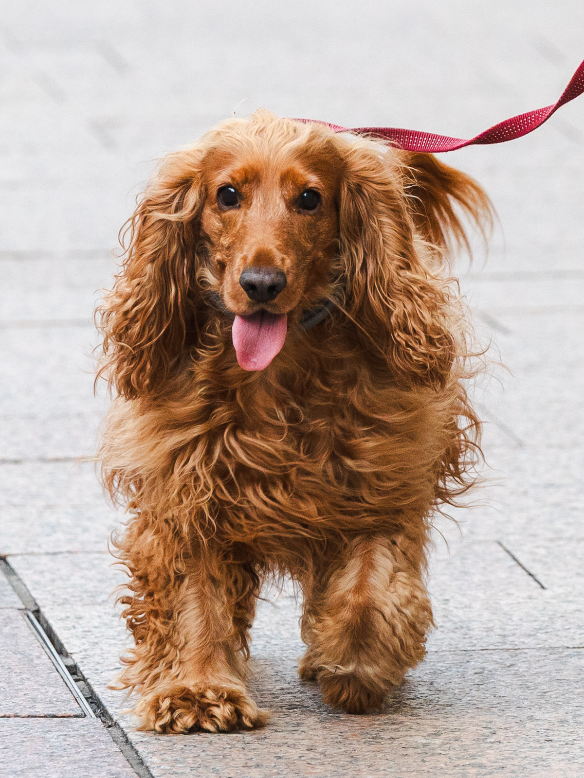 Klikom po Korzu 5.12.-2228 Klikom po Korzu 5.12.-2228