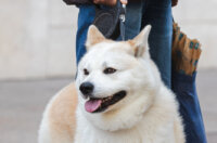 Klikom po Korzu 5.12.-2364 Klikom po Korzu 5.12.-2364