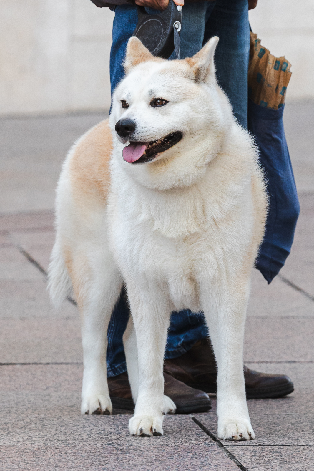 Klikom po Korzu 5.12.-2364 Klikom po Korzu 5.12.-2364