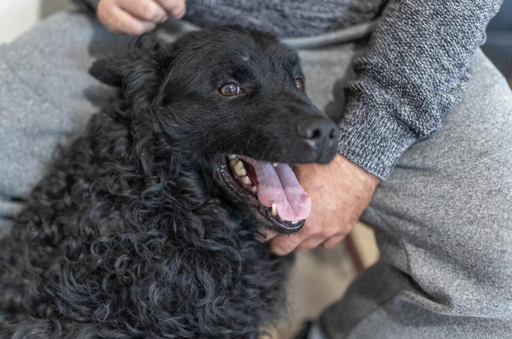 Đakovo: Ante Žeravica uzgaja ovčare koji se često natječu na europskim i svjetskim izložbama