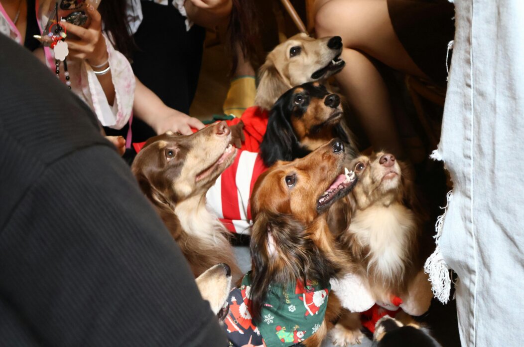 pexels-lianghui-wang-1479984534-30290339