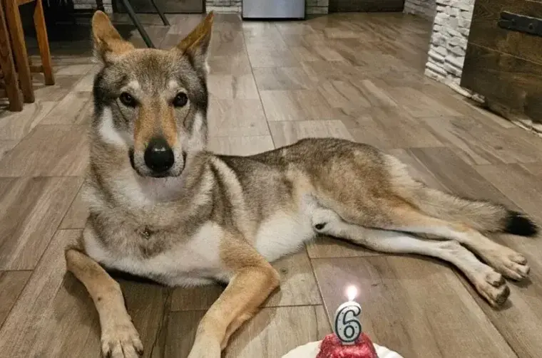 63240727-pas-aki 63240727-pas-aki