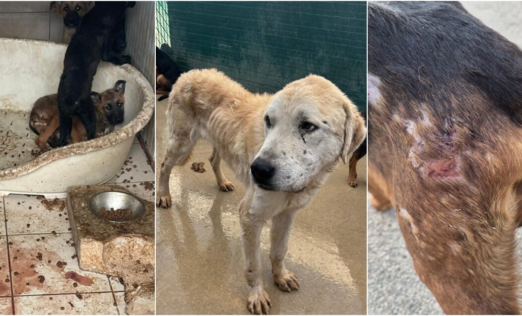 BeFunky-collage – 2026-01-08T153540.354