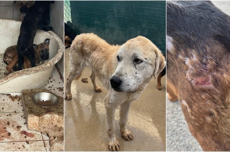 BeFunky-collage – 2026-01-08T153540.354