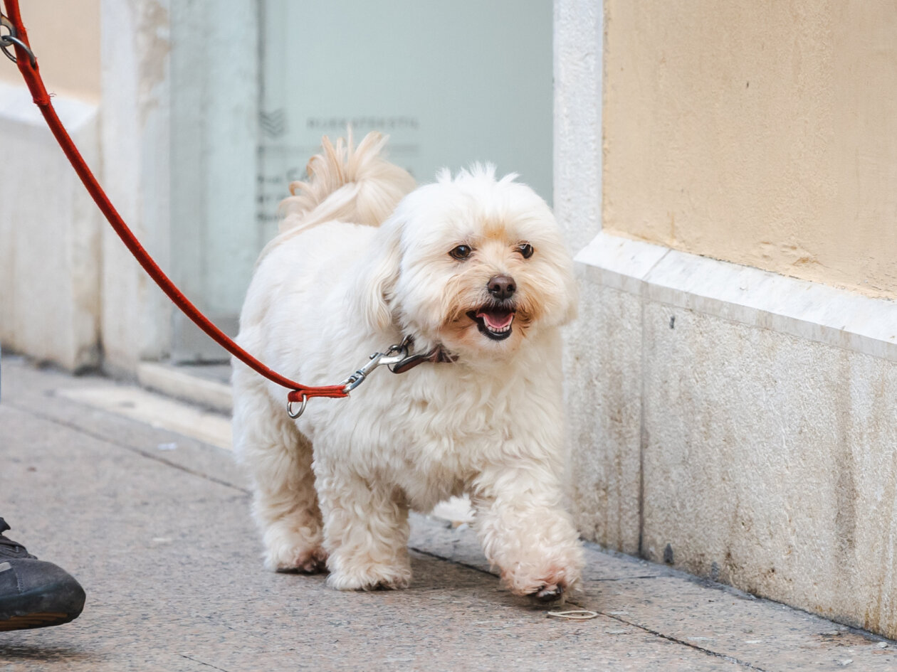 Klikom po Korzu 23.1.-0963