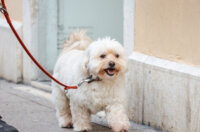 Klikom po Korzu 23.1.-0963