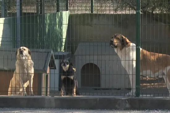 LS-a17272af-68ed-48b8-b7bd-4d557f49369e-550