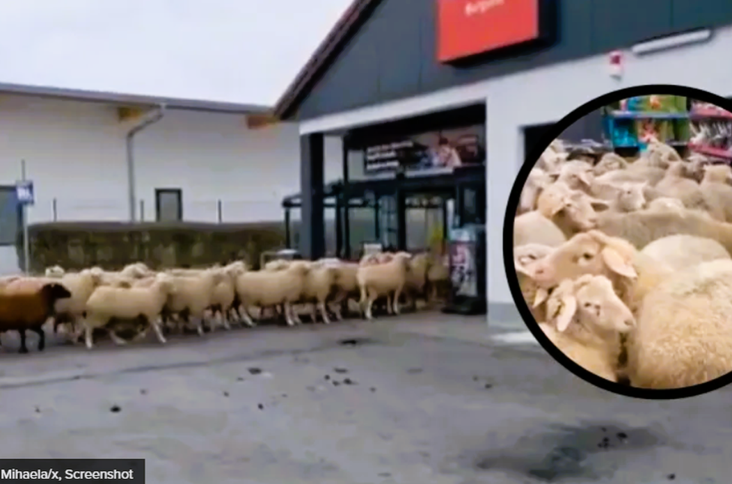 OVCE TRGOVINA TWITTER