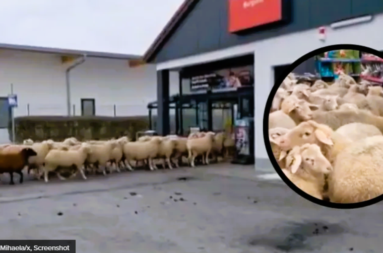 OVCE TRGOVINA TWITTER