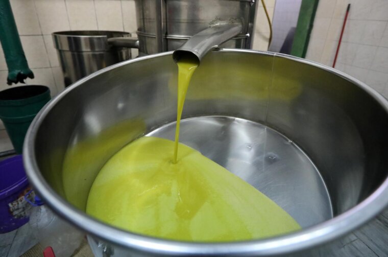 Bratski Dolac: Proizvodnja maslinovog ulja na tradicionalni način