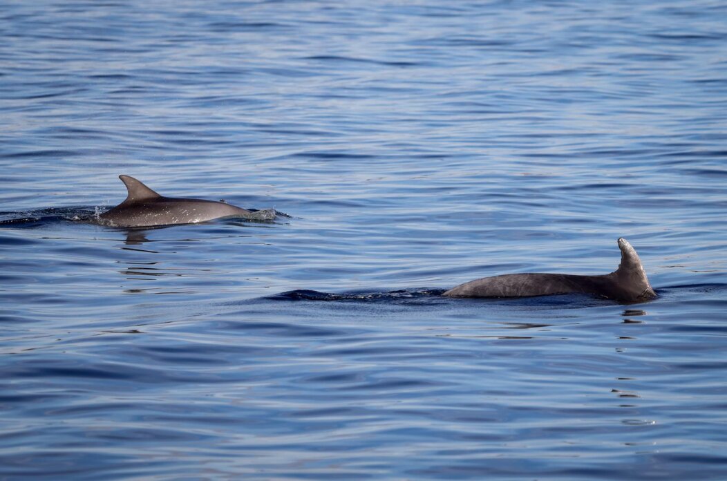 Otok Vrgada: Dupini plivaju u blizini Vrgade