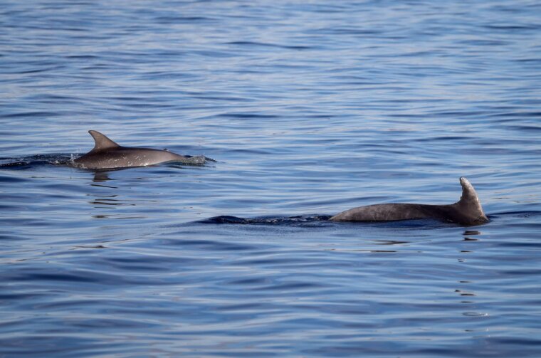 Otok Vrgada: Dupini plivaju u blizini Vrgade