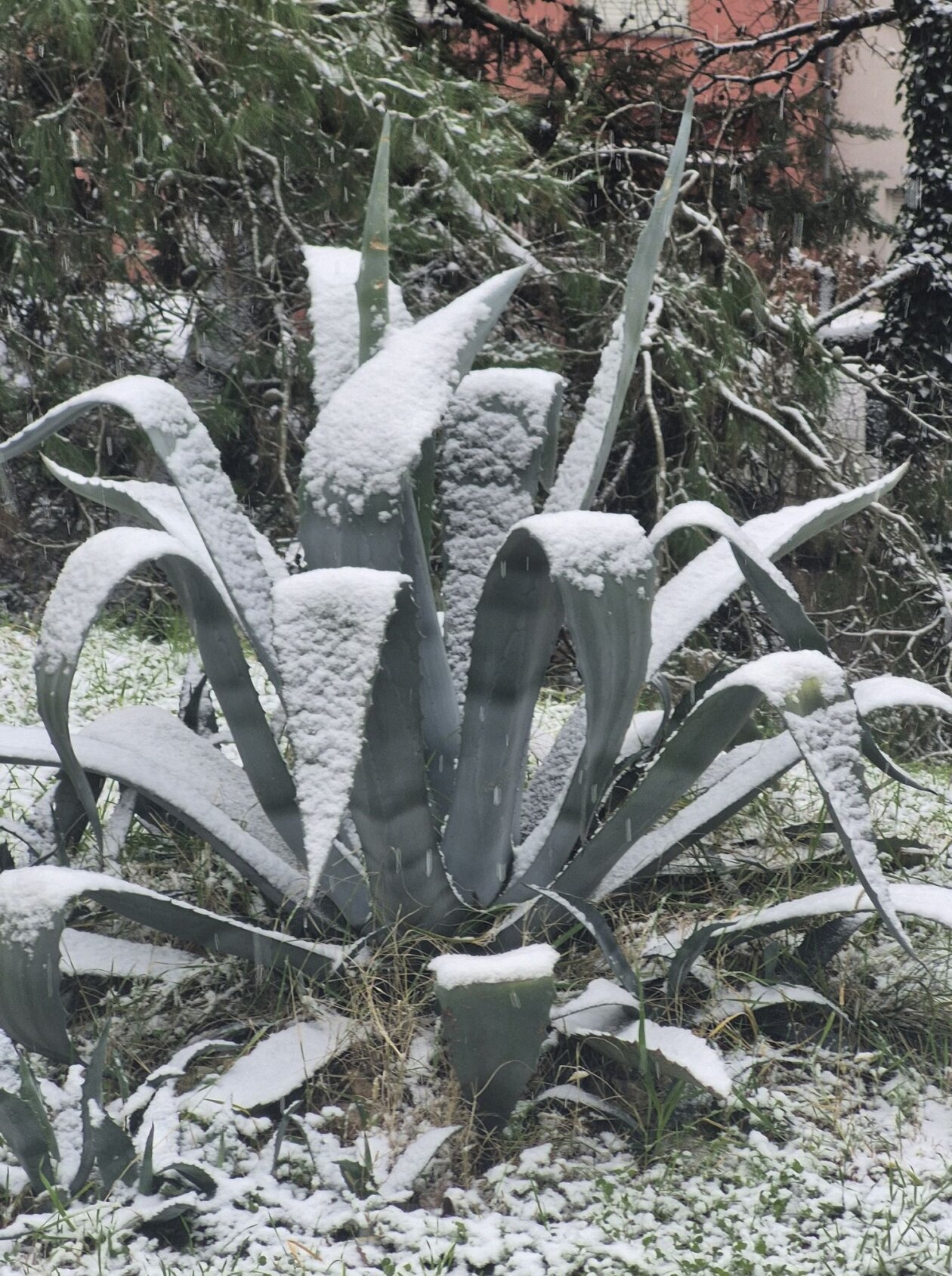 SNIJEG ŠKURINJE 060126