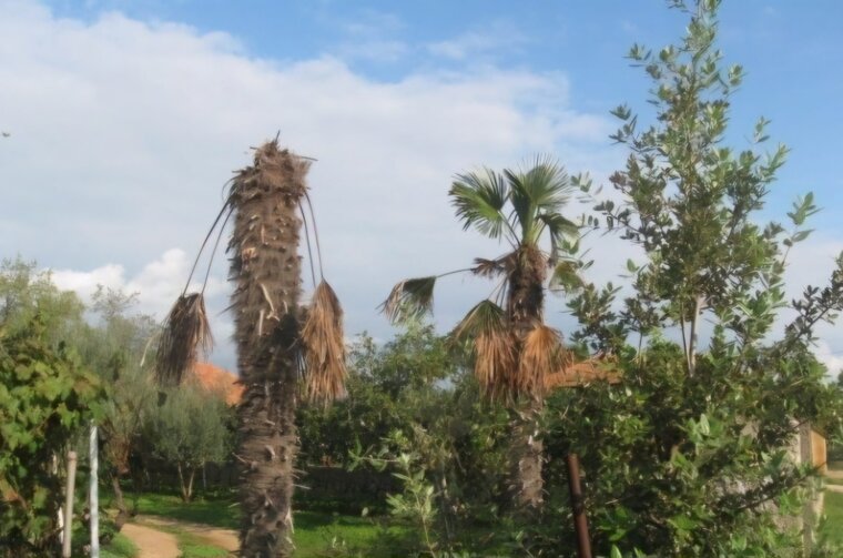 palme-bolest-scaled-1