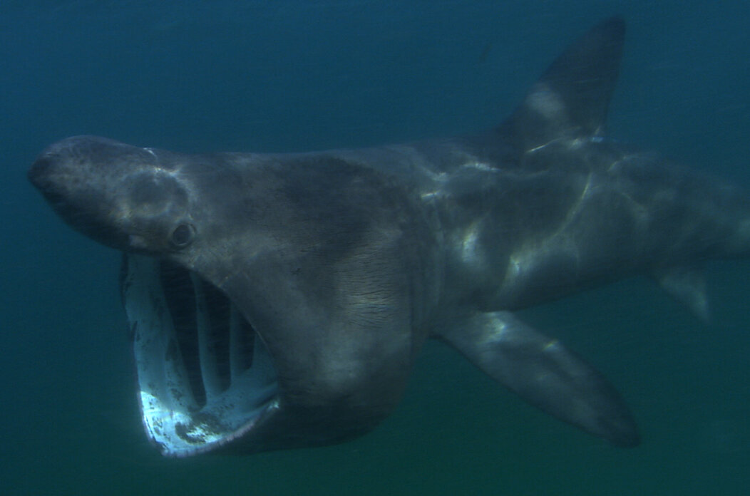 Cetorhinus_maximus_atlantic