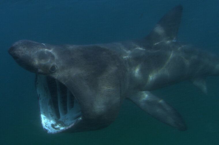 Cetorhinus_maximus_atlantic