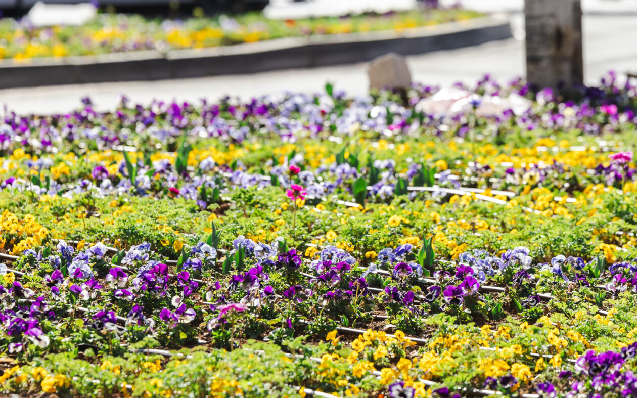 Ilustrativna 25.2.-8826 Ilustrativna 25.2.-8826