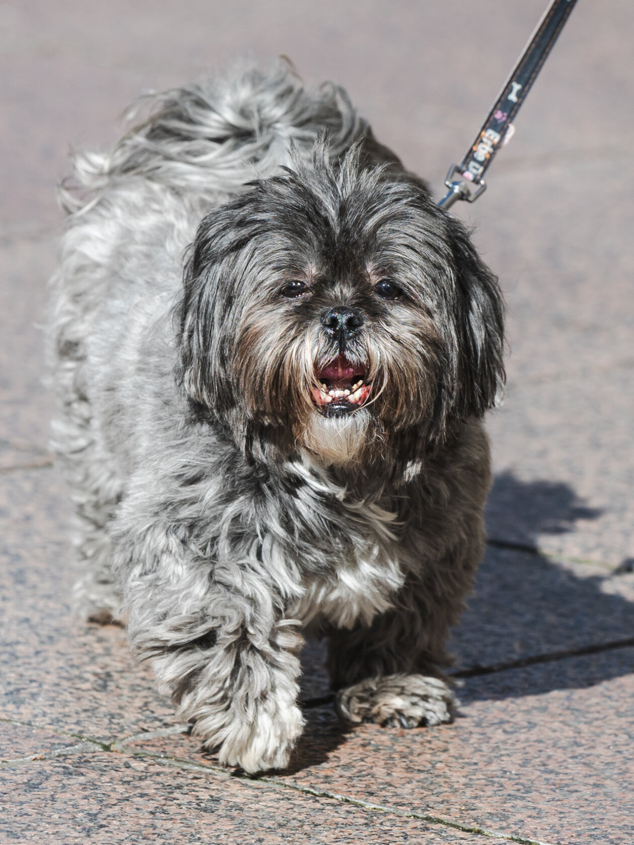 Klikom po Korzu 27.2.-9703