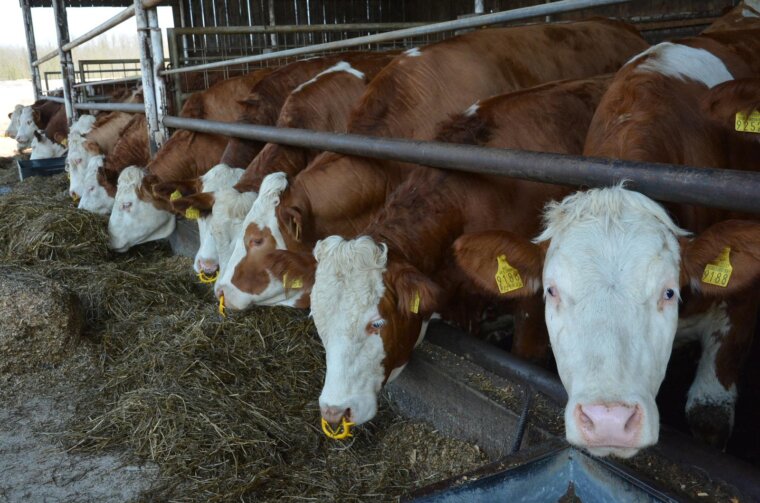 Đurđevac: OPG Ivan Imbrišić bavi se proizvodnjom sira i mljekarstvom