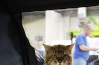 Rijeka: Međunarodna izložba mačaka