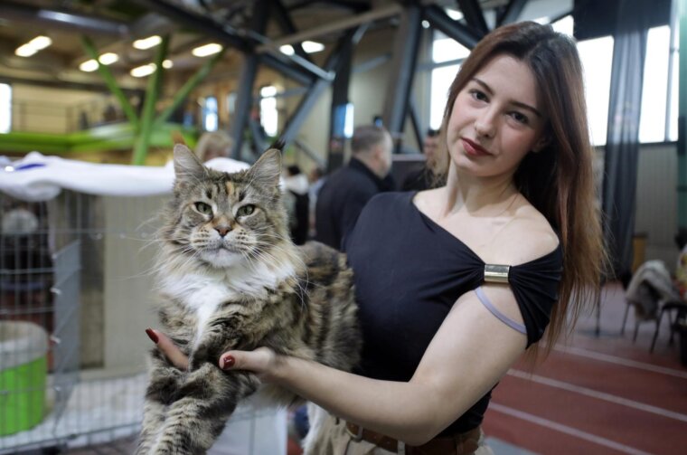 Rijeka: Međunarodna izložba mačaka