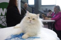 Rijeka: Međunarodna izložba mačaka