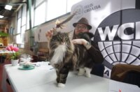 Rijeka: Međunarodna izložba mačaka