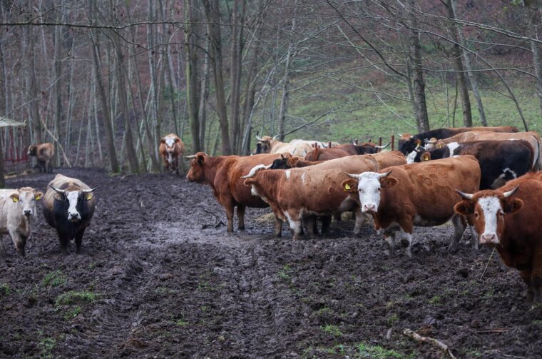 Volinje: Reportaža iz šume i lovačkog doma blizu Hrvatske Kostajnice gdje je uhićen Andrija Mikulić