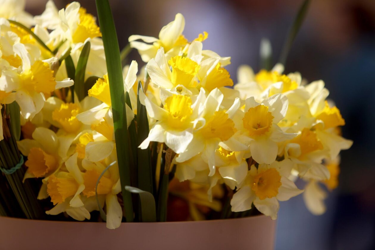 Obilježavanje jubilarnog 30. Dana narcisa u Rijeci