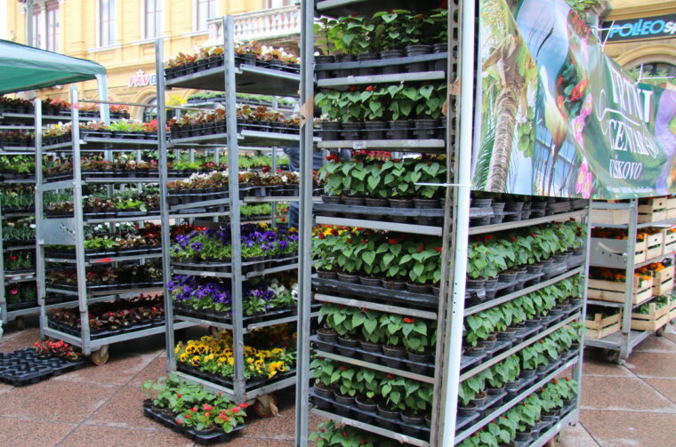 Prodaja-sadnica-2018-1200-3