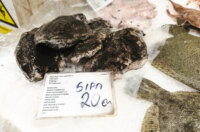 Ribarnica 11.3.-2409