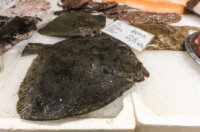 Ribarnica 11.3.-2410