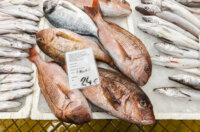 Ribarnica 11.3.-2414